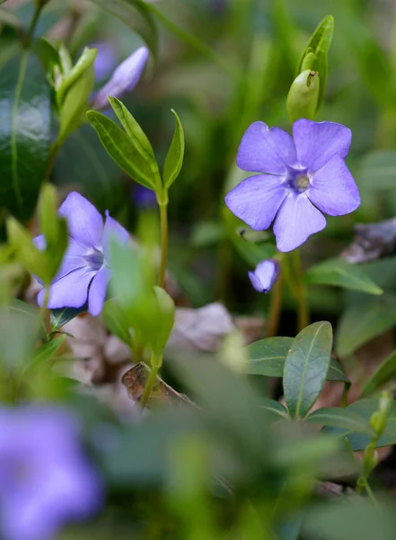 Periwinkle Vinca blue spring flowers in the forest — Stock Photo, Image