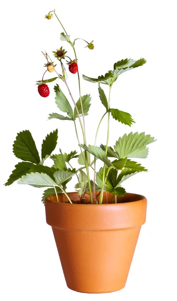 Wild strawberry on white — Stock Photo, Image