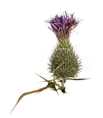 Thistle bitki (Silybum marianum)