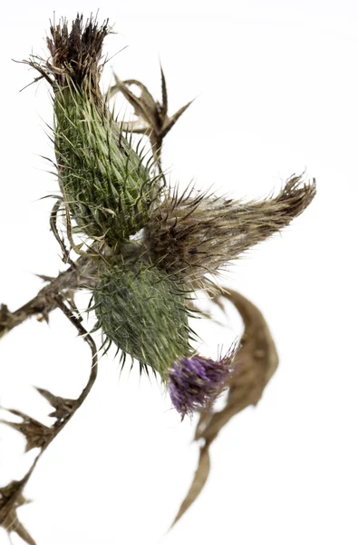 Planta de cardo (Silybum marianum ) —  Fotos de Stock