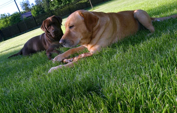 Labrador i trädgården — Stockfoto