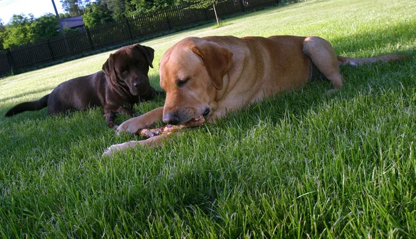 Labrador i trädgården — Stockfoto