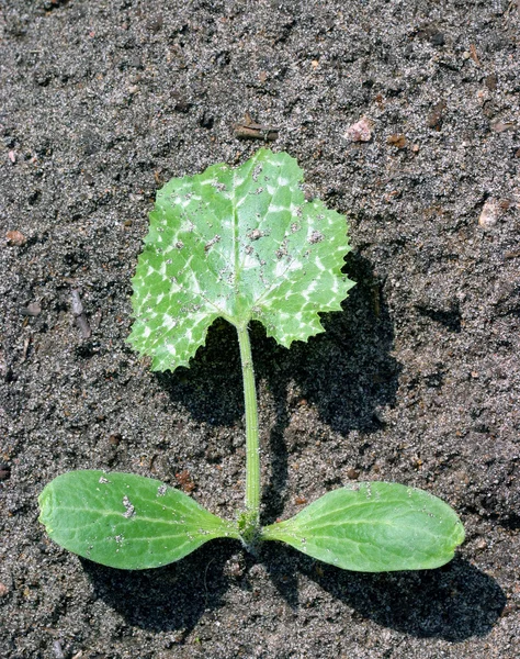 Ung busk av zucchini – stockfoto