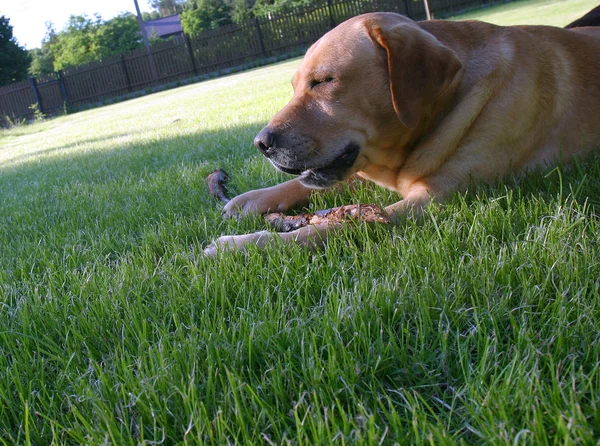 Labrador i trädgården — Stockfoto