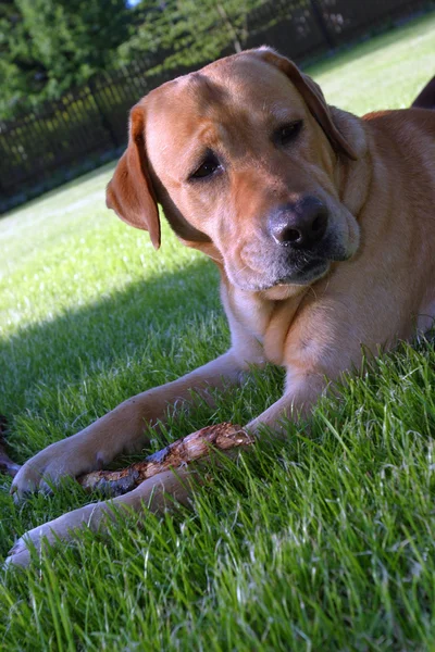 Labrador w ogrodzie — Zdjęcie stockowe