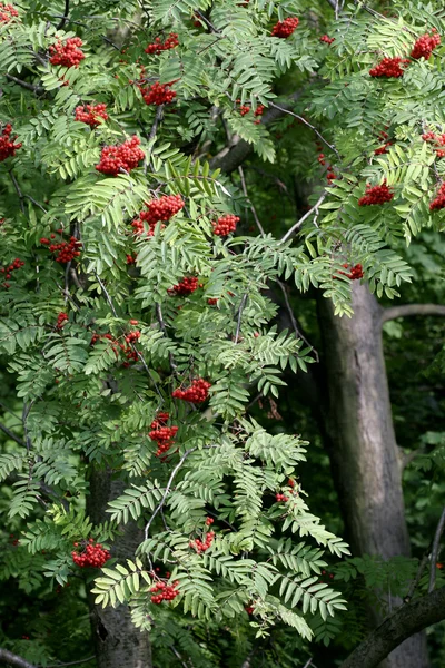 Rowan árbol en el jardín — Foto de Stock