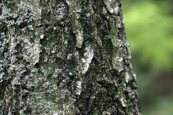 akçaağaç yaprakları yakın çekim
