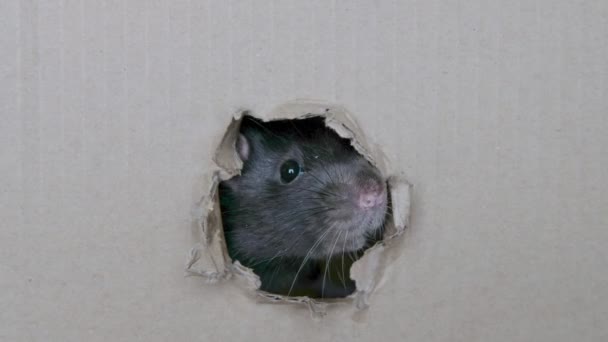 Портрет милого сірого домашнього цікавого щура, дивіться з отвору в коробці . — стокове відео