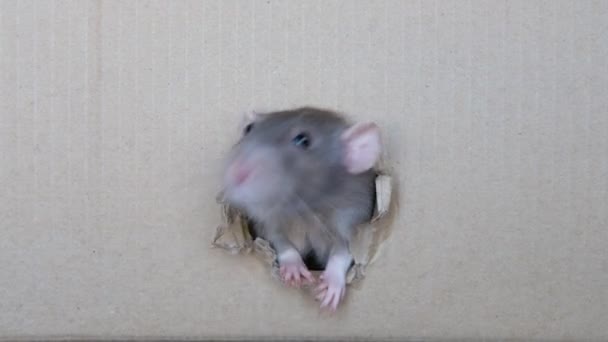 Portret uroczego szarego domowego ciekawskiego szczura, spojrzenie z dziury w pudełku. — Wideo stockowe