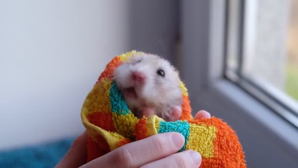 Mädchen hält einen Hamster in einem Handtuch nach einem Bad, der Hamster wäscht sich. — Stockvideo