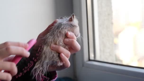Banyodan sonra kollarında bir hamster tutan ve tarağıyla tarayan bir kız. — Stok video