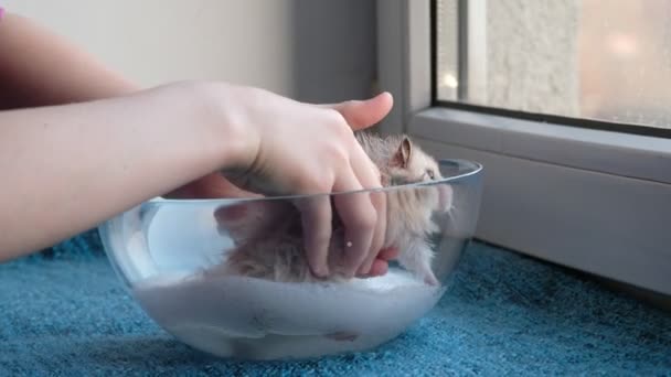 Klein meisje baadt hamster in schuim. — Stockvideo