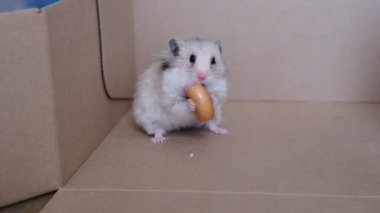 Hamster bir kutuda oturur ve kurutucuyu yer.