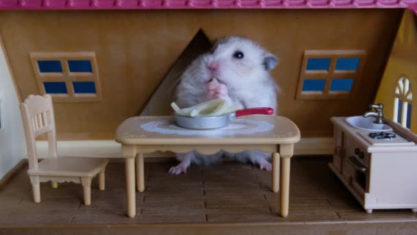Animal de estimação hamster bonito comer espaguete para o almoço na casa de brinquedos de bonecas — Vídeo de Stock
