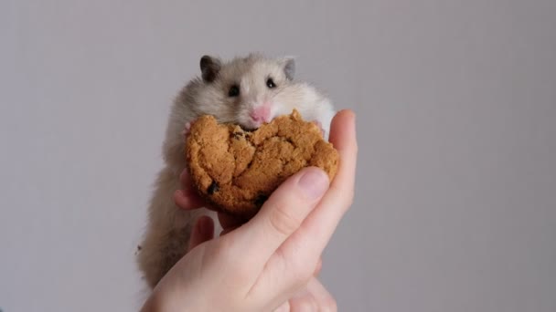 Hamster bonito senta-se nos braços das crianças e come biscoitos — Vídeo de Stock