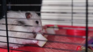 Şirin tüylü hamster, evcil hayvan yiyen armut.