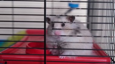 Şirin pofuduk hamster kafesinde oturuyor, uykulu hamster uzanıyor.