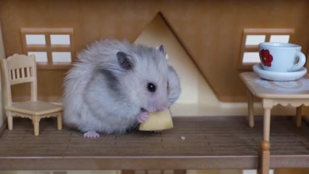 Şirin tüylü hamster, evde peynir yiyen evcil hayvan. — Stok video