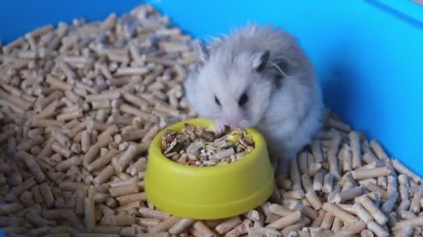 Cute fluffy hamster, pet eating food — Stock Video