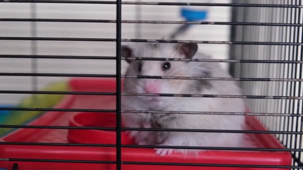 Schattig pluizig hamster zit in zijn kooi, slaperige hamster ligt neer — Stockvideo