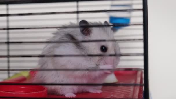 Mignon hamster moelleux se lave dans sa cage — Video