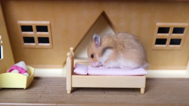 Liten söt hamster sitter på sängen i huset — Stockvideo