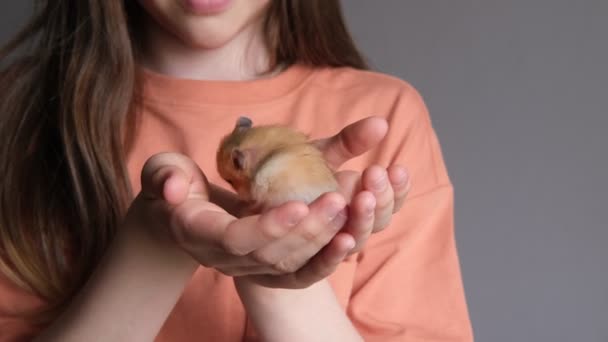 Küçük kızıl sevimli hamster bir çocuğun kollarında yıkanıyor. — Stok video