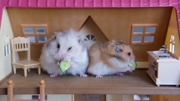 Cute funny hamsters eating cucumbers in the dollhouse toy house