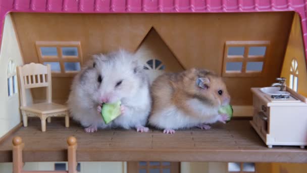 Hamsters engraçados bonitos comendo pepinos na casa de brinquedos da casa de bonecas. Conceito de animais de estimação — Vídeo de Stock