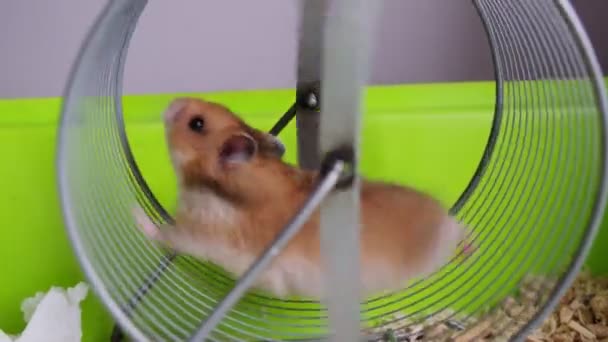 Rödhårig söt hamster körs i ett hjul — Stockvideo