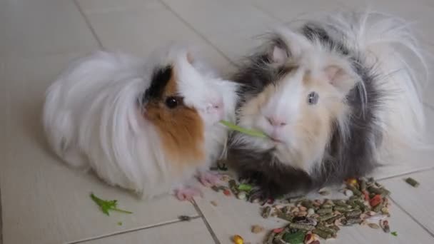 파슬리를 먹는 귀여운 기니피그 — 비디오