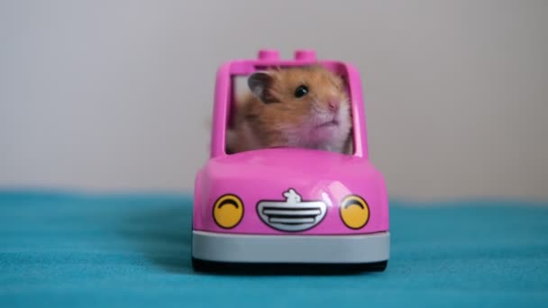 Söt rödhårig rolig hamster sitter i en leksaksbil — Stockvideo