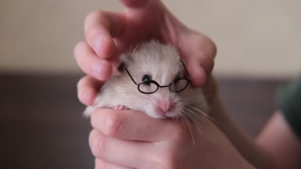 Petit hamster gingembre drôle avec des lunettes — Video