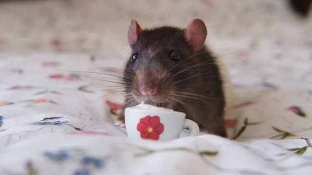 Rata doméstica se sienta en la cama y come yogur — Vídeo de stock