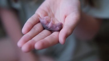 Çocuk elinde küçük bir hamster tutuyor.