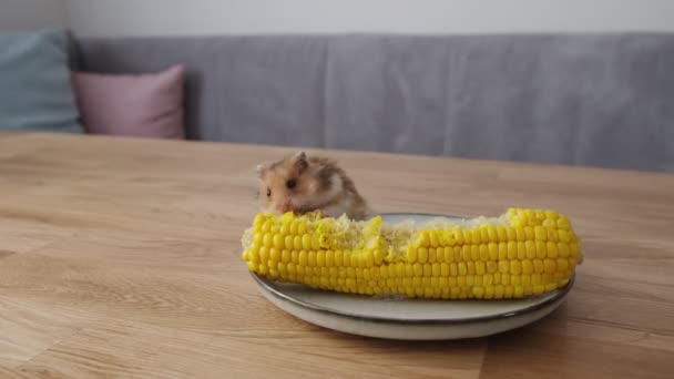 Маленький милый рыжий хомяк ест вареную кукурузу с тарелки — стоковое видео