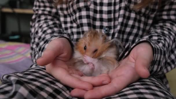 Küçük kızıl hamster bir çocuğun elinde yıkanır. — Stok video