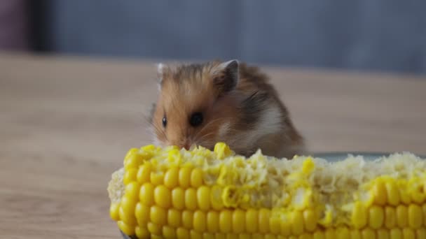 Маленький рыжий хомячок ест вареную кукурузу — стоковое видео