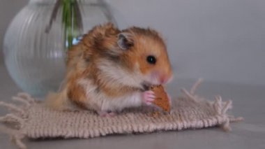 Tatlı kızıl hamster halıya oturur ve kurabiye yer.