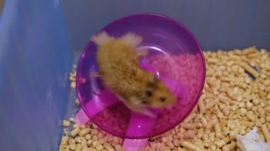 kırmızı hamster tekerlekte koşuyor