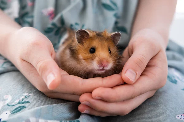Bir çocuğun kollarında oturan kızıl, şirin bir hamster.