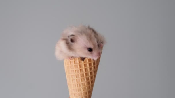 Tatlı hamster dondurma külahında oturur ve yer. — Stok video