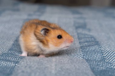 Küçük tatlı kızıl hamster yatakta yürüyor.
