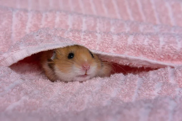 Havlunun içinde oturan küçük şirin hamster.