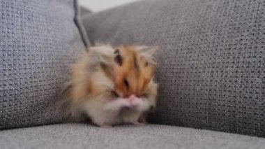 Kızıl tüylü hamster yıkandı.