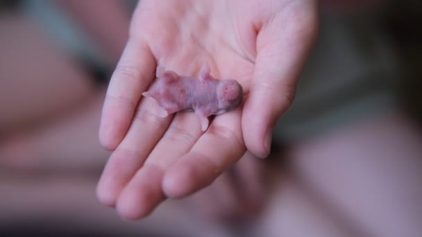 Маленький новорожденный хомячок лежит на детской руке — стоковое видео