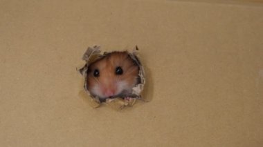 Şirin bir hamster karton bir kutuda delikler açıyor.