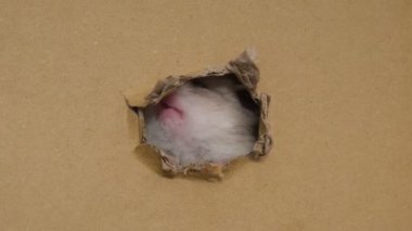 Şirin bir hamster karton bir kutuda delikler açıyor.