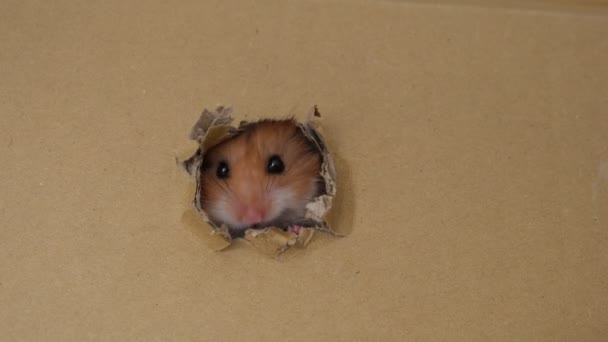 Hamster mignon regardant des trous dans une boîte en carton — Video