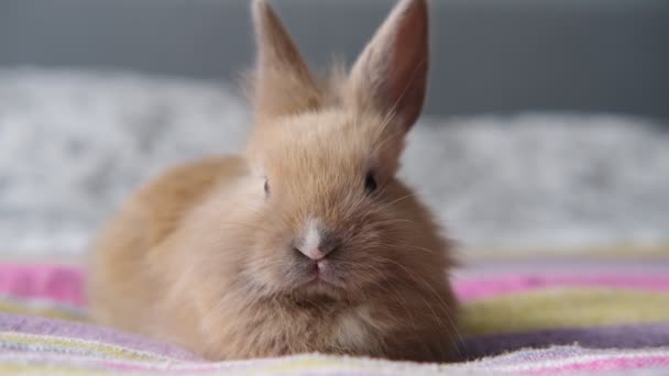 Kleines süßes Kaninchen, das auf dem Bett sitzt und mit der Nase wackelt — Stockvideo